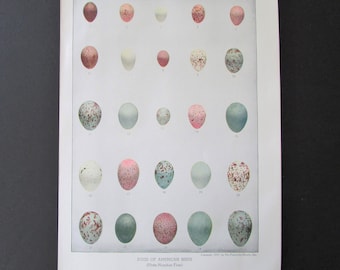 Bird Eggs Print, Fuertes Book Plate/ 1930's Book Page Color Plate Illustration of 25 American bird eggs for framing/ 7 3/4" X 11"
