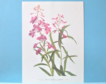 Wild flower Fireweed Botanical Print, Color Plate/ Vintage Wildflower Book Plate 242 Lithograph Wall Art for framing/ 8" X 11"