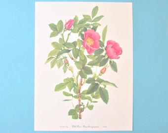 Wild flower Wild Rose Botanical Print, Color Plate/ Vintage Wildflower Book Plate 184 Lithograph Wall Art for framing/ 8" X 11"
