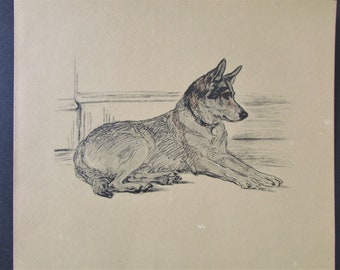 German Shepherd Dog Art Print by Lucy Dawson/ 1937 Boris, Sealyham Illustrated Drawing, Wall Art Decor for framing/ 9 X 11 1/4"