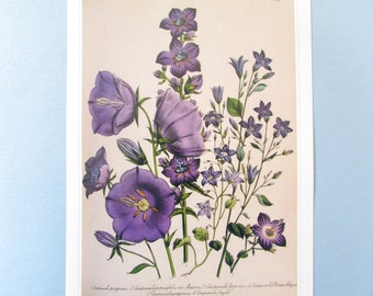 Garden Flowers, Campanula Botanical Art Print/ Bellflower Bouquet Book Plate Illustration Wall Art decor for framing/ 9 3/4 X 14"