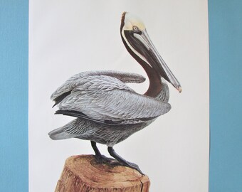 Audubon Pelican Etsy