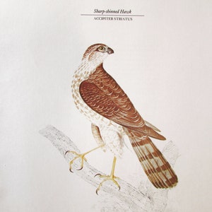 May include: A detailed illustration of a Sharp-shinned Hawk, also known as Accipiter striatus, perched on a branch. The bird is depicted in shades of brown, white, and gray, with a sharp beak and piercing yellow eyes.