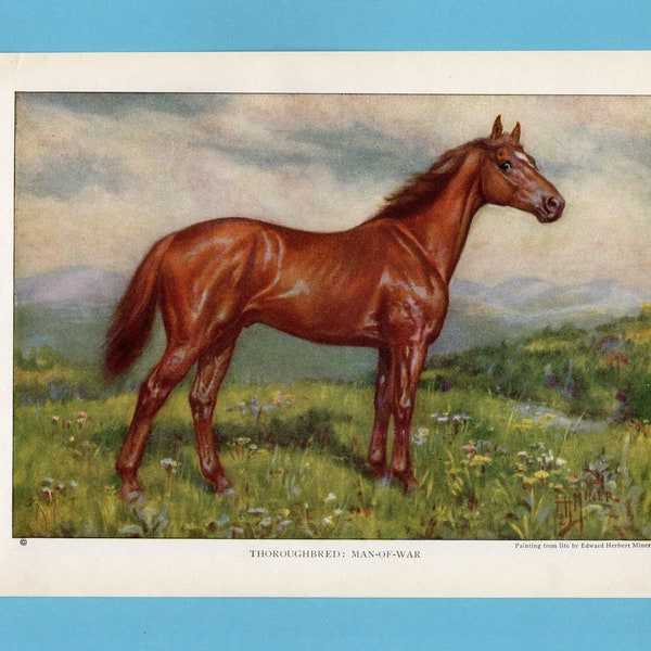 Man o' War Thoroughbred racehorse Horse Art Print/ American horse antique book plate print, Wall Art by Edward Miner to frame/ 6 3/4 X 9 5/8