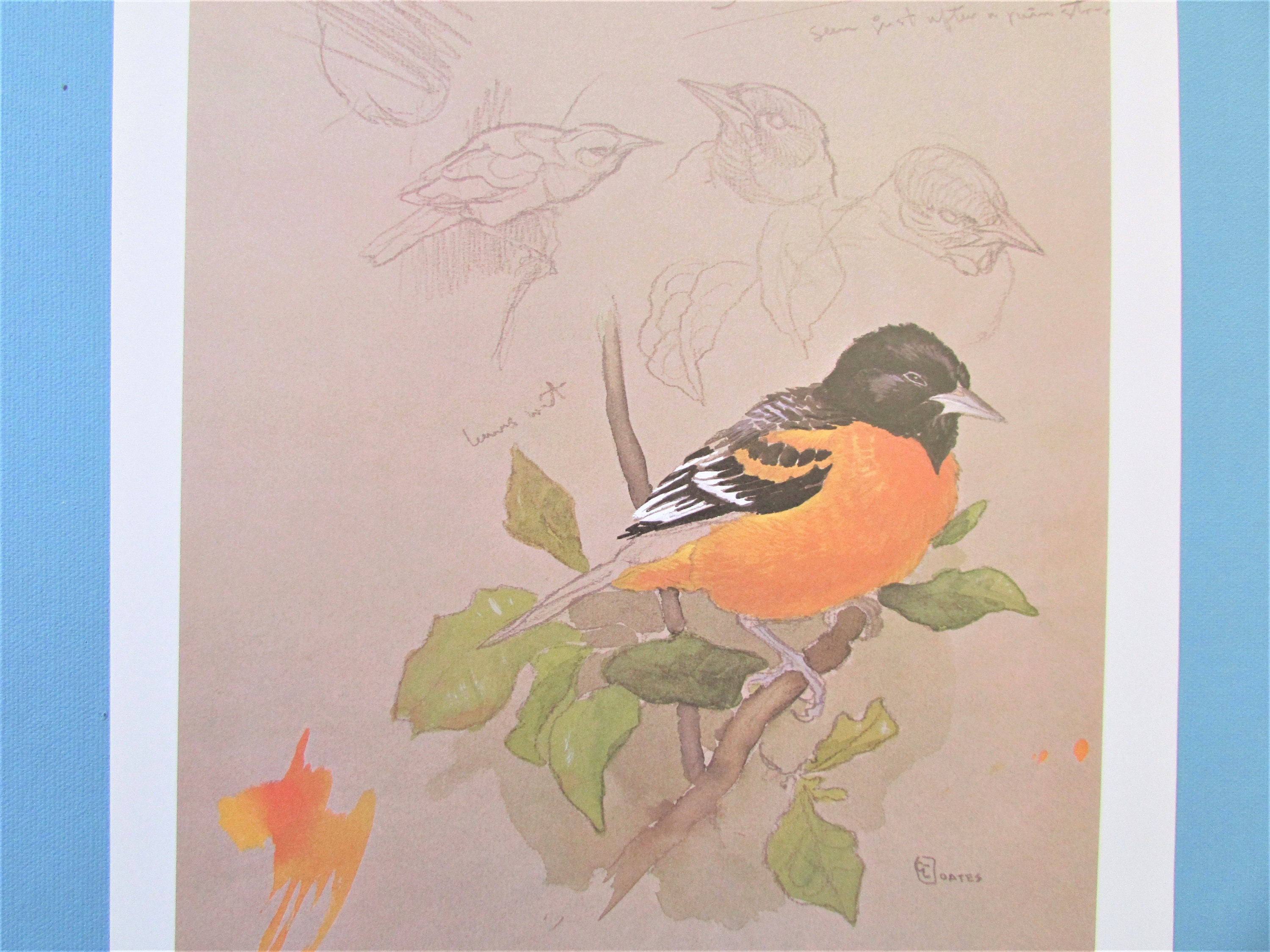 イースタン・メドウラーク鳥アートプリント、ブックプレート/ 1970