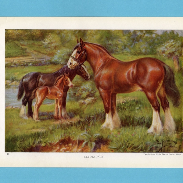 Clydesdale Horse Art Print/ Scottish breed of draft horse antique book plate print, Wall Art by Edward Miner to frame/ 6 3/4" X 9 5/8"