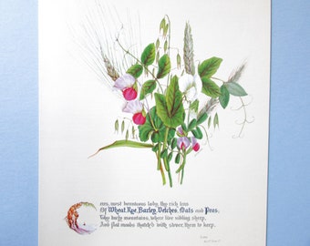 Sweet Pea Botanical & Shakespeare Art Print/ Tempest Quote, Wheat, Rye, Barley Book Plate Illustration Wall Art by Peter Wrigley