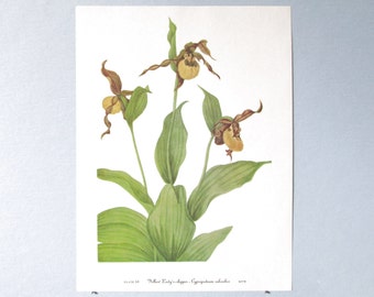 Wild flower Lady's Slipper Orchid Botanical Art Print/ Vintage Wildflower, Orchid Book Plate 68 Lithograph Wall Art for framing/ 8" X 11"