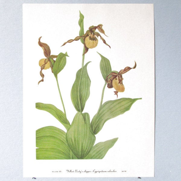 Wilde bloem Lady's Slipper Orchid Botanische Kunst Print / Vintage Wildflower, Orchid Book Plate 68 Litho Wall Art voor framing / 8 " X 11 "