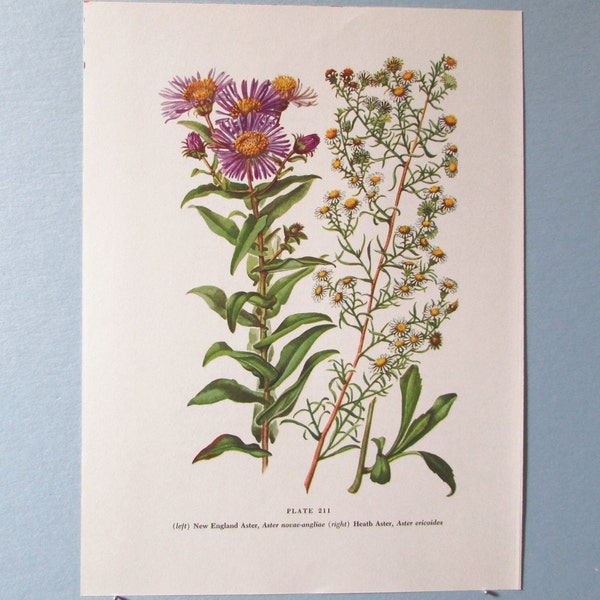 Wild flower Michaelmas Daisy, Aster Botanical Art Print/ Vintage Wildflower Book Plate 211 Lithograph Wall Art to frame/ 7 3/4 X 10 3/8"