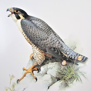 Peregrine Falcon Bird Art Print, Book Plate/ 1960&#39;s Large Bird of Prey Book Page Color Plate by Lansdowne for framing/ 9 1/2 X 13&quot;