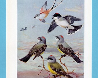 Può includere: Un'illustrazione vintage di vari uccelli in volo e appollaiati su rami. Gli uccelli presentano una gamma di colori, tra cui grigio, giallo, rosso e nero, su uno sfondo di cielo morbido e nuvoloso. L'opera d'arte ha uno stile classico e dettagliato.