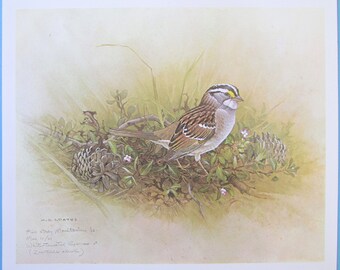 White Throated Sparrow Bird Art Print, Book Plate/ 1960's SongBird Book Page Color Plate by Glen Loates for framing/ 9 1/2 X 13 1/2"