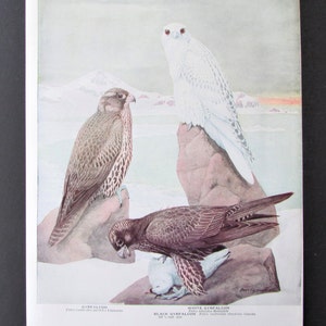 Falcon Bird Print, Book Plate/ 1930&#39;s Book Page Color Plate White & Gyrfalcon Illustration by Fuertes for framing/ 7 3/4&quot; X 11&quot;