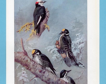 Può includere: Un'illustrazione vintage di diversi picchi appollaiati sui rami degli alberi. Gli uccelli presentano un piumaggio nero, bianco e giallo, sullo sfondo di un paesaggio innevato e smorzato. La firma dell'artista, "Allan Brooks-", è visibile.