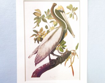 Bruine Pelikaan Bird Art Print, Boek Plaat / 1800's Wild Turkey Color Plate door John James Audubon om in te kaderen / 9 1/4 X 12 3/4 "