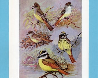 Può includere: Un'illustrazione vintage di cinque uccelli appollaiati su rami. Gli uccelli presentano una varietà di colori, tra cui giallo, marrone e rosso, su uno sfondo morbido, simile a un acquerello. L'opera d'arte evoca la natura e l'ornitologia.
