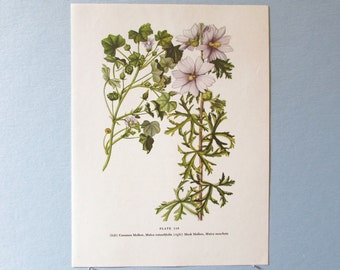 Wild flower Musk Mallow Botanical Art Print/ Wildflower purple mallow Book Plate 110 Lithograph Wall Art to frame/ 7 3/4 X 10 3/8"