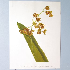 Wild flower Bee Swarm Orchid Botanical Art Print/ Vintage Wildflower Cowthorn Orchid Book Plate 91 Lithograph Wall Art for framing/ 8" X 11"