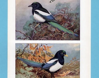 Può includere: Due illustrazioni vintage di uccelli con gazze. L'immagine in alto mostra una gazza appollaiata su un ramo, mentre quella in basso mostra una gazza a terra. Entrambi gli uccelli hanno un piumaggio nero, bianco e verde, con lunghe code. L'opera è firmata "Allan Brooks".