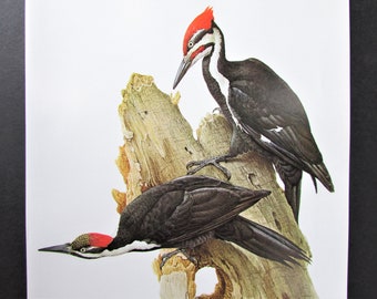 Pileated Woodpecker Bird Art Print, Book Plate/ 1960's Large Forest Bird Book Page Color Plate by Lansdowne for framing/ 9 1/2 X 13"