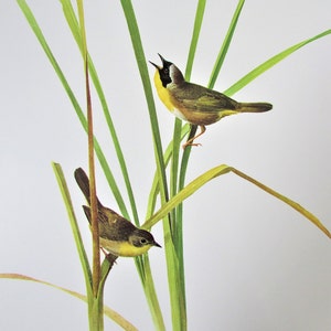 Yellowthroat Warbler Bird Art Print, Book Plate/ 1970&#39;s Large Forest Bird Book Page Color Plate by Lansdowne for framing/ 9 1/2 X 13&quot;