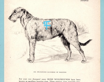 May include: A black and white ink illustration of an Irish Wolfhound standing in profile, labeled Hounds and CH. FELIXSTOWE KILMORAC OF HALCYON, featuring a blue graphic overlay on the dog's side and descriptive text about the breed below the image.