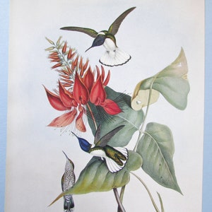 May include: A vintage illustration of three hummingbirds perched on a branch with red flowers. The hummingbirds are green, white, and blue with long beaks. The flowers are red and have long, thin petals.