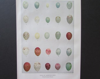 Bird Eggs Print, Book Plate/ 1930's Book Page Color Plate Illustration of 25 American bird eggs by Fuertes for framing/ 7 3/4" X 11"
