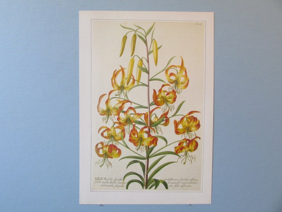 Flores de jardín lirio de pantano Impresión de arte botánico - Etsy España