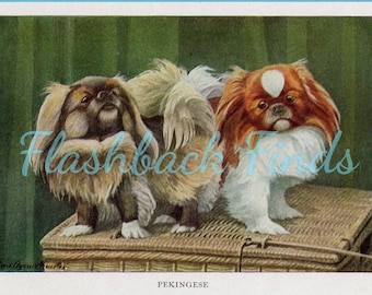 Pekingese Dog Art Print/ Antique toy dog, small Book Plate, Wall Art by Louis Agassiz Fuertes for framing/ 4 1/4" X 6"