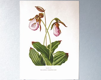 Wild flower Lady's Slipper Botanical Art Print/ Vintage Wildflower Book Plate 34 Lithograph Wall Art for framing/ 7 3/4 X 10 3/8"