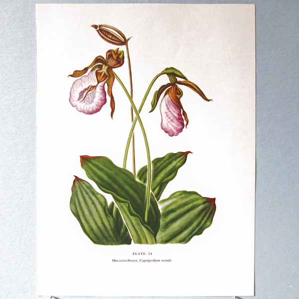 Wild flower Lady's Slipper Botanical Art Print/ Vintage Wildflower Book Plate 34 Lithograph Wall Art for framing/ 7 3/4 X 10 3/8"