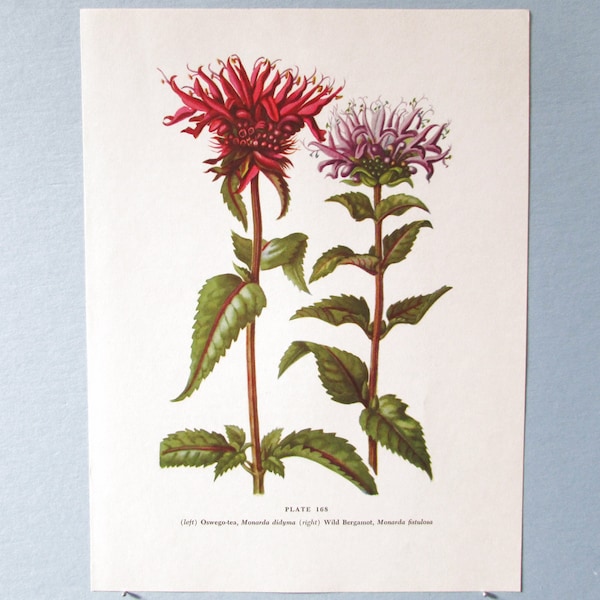 Fiore selvatico Monarda, Bee Balm Botanical Art Print / Wildflower Beebalm Color Book Plate 168 Lithograph Wall Art da incorniciare/ 7 3/4 X 10 3/8"