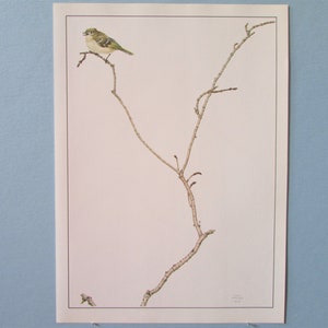 May include: A vintage print of a small, green and white bird perched on a bare branch with buds. The bird is facing to the right and the branch is in the centre of the image.