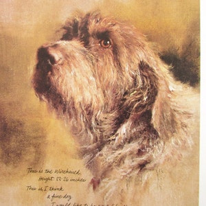 Pode incluir: Uma pintura de um cão Wirehaired com pelo castanho. O cão está olhando para cima e tem uma expressão séria. O texto abaixo do cão diz "This is the Wirehaired. Height: 22-26 inches. This is I think a fine dog."