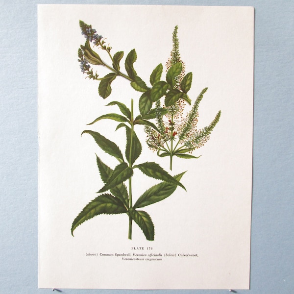 Wild flower Speedwell & Culver's root Botanical Art Print/ Vintage Wildflower Book Plate 176 Lithograph Wall Art to frame/ 7 3/4 X 10 3/8"