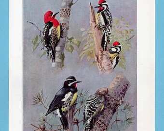 Può includere: Un'illustrazione vintage di diversi picchi appollaiati sui rami degli alberi. Gli uccelli mostrano una varietà di colori, tra cui rosso, nero, bianco e giallo. L'opera d'arte ha uno stile dettagliato e realistico, con uno sfondo morbido e attenuato.