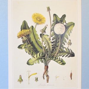 Dandelion, Wild Flower Botanical Art Print/ 1700's Book Plate Illustration Wall Art decor by William Kilburn/ 9 3/4 X 14"