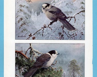Può includere: Due illustrazioni di uccelli vintage. L'immagine in alto mostra un uccello grigio con testa bianca e nera posato su un ramo innevato, con uno sfondo di foresta innevata. L'immagine in basso mostra un uccello simile su un ramo verde. Firmato "Allen Brooke."