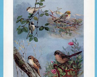 Può includere: Un'illustrazione vintage con diversi uccelli appollaiati su rami con foglie verdi e fiori rosa. Gli uccelli hanno vari colori, tra cui marrone, grigio e giallo, su uno sfondo azzurro. L'opera d'arte ha uno stile classico e dettagliato.