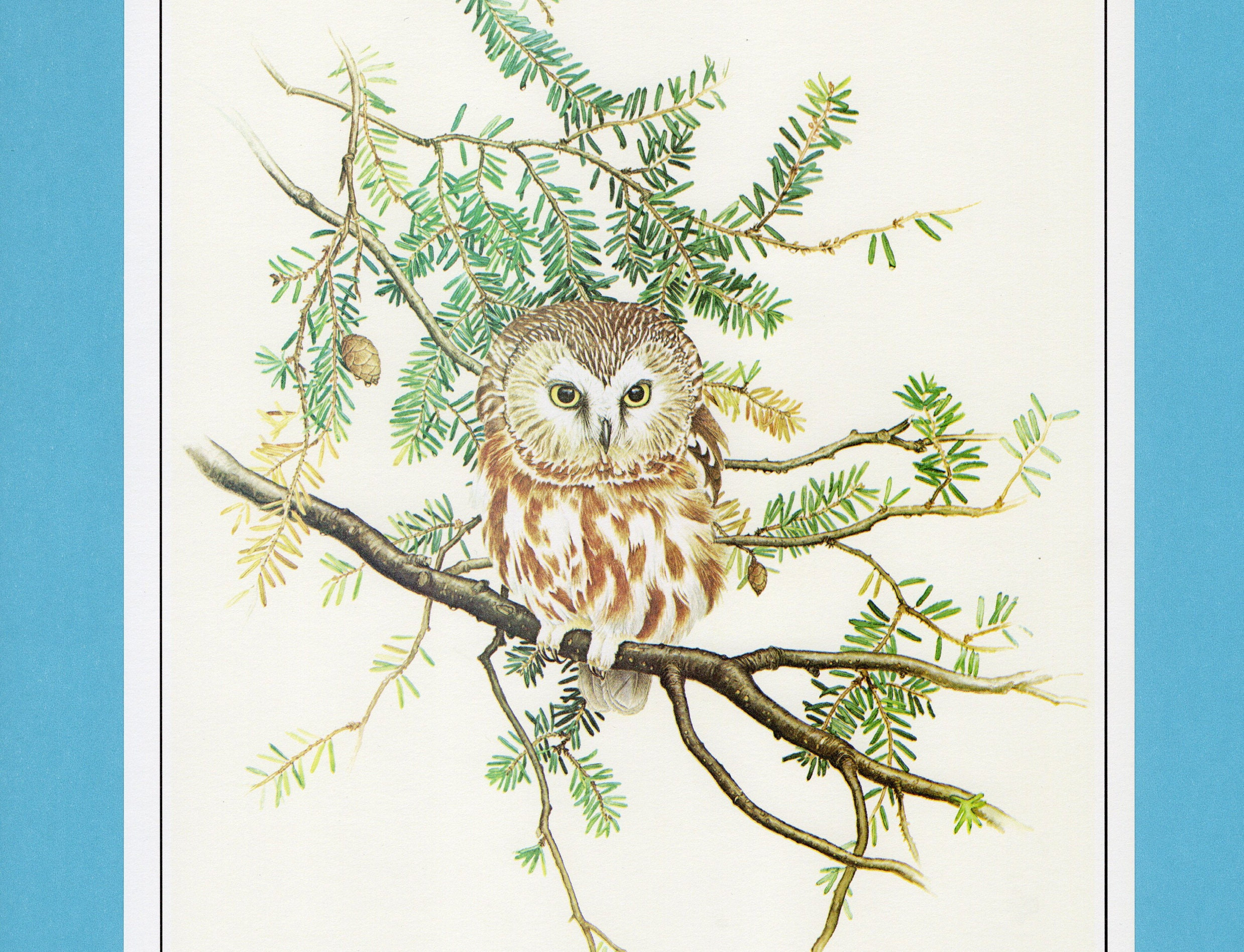 Saw Whet Owl Bird Art Print, Book Plate/ 1970's Large Book Page Color Plate by Glen Loates for f