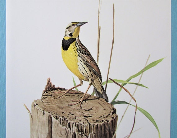Eastern Meadowlark Bird Art Print, Book Plate/ 1960's Large