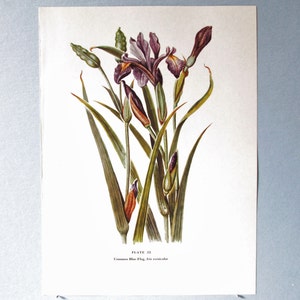 Peut inclure: Illustration botanique d'Iris versicolor, communément appelé Iris versicolore, avec des iris violets et jaunes, des feuilles et des tiges vertes. L'impression comprend le texte "PLATE 32" et le nom scientifique.
