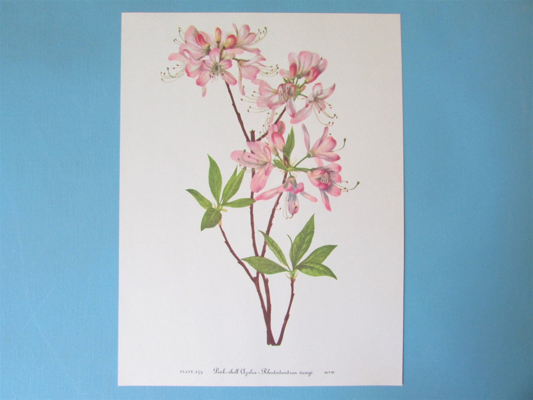 Wild Flower Azalea Print, Color Plate/ Vintage Wildflower Book Plate ...