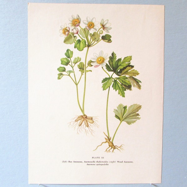 Wild flower Windflower Anemone Botanical Art Print/ Wildflower Wood, Rue Anemone Book Plate 55 Lithograph Wall Art to frame/ 7 3/4 X 10 3/8"
