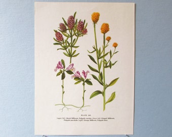 Wild flower Drumhead Milkwort Botanical Art Print/ Wildflower purple & orange Book Plate 103 Lithograph Wall Art to frame/ 7 3/4 X 10 3/8"