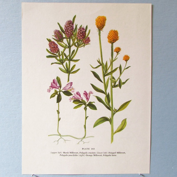 Wild flower Drumhead Milkwort Botanical Art Print/ Wildflower purple & orange Book Plate 103 Lithograph Wall Art to frame/ 7 3/4 X 10 3/8"