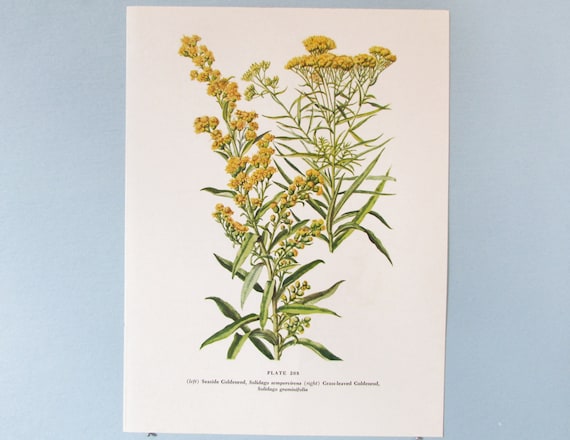botanical swag wild flowerＡ 9781611808018.jpg