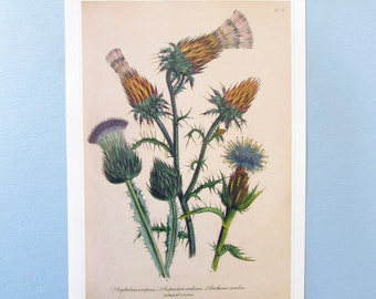 Garden Flowers, Thistle Botanical Art Print/ Botanic Bouquet Book Plate Illustration Wall Art decor for framing/ 9 3/4 X 14"